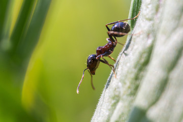 Little ant on a green leaf