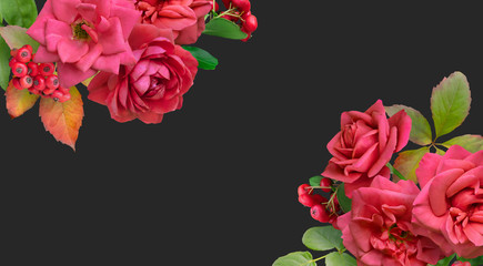 Floral banner, header with copy space. Red roses and berry isolated on dark grey background. Natural flowers wallpaper or greeting card.