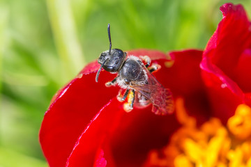 A bee collects ardent