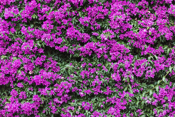 bouganville in fiore