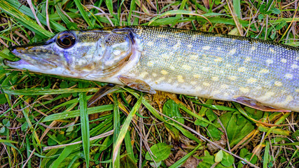 Spotted lake pike lies on the grass. Predatory fish caught fishing on a summer day.