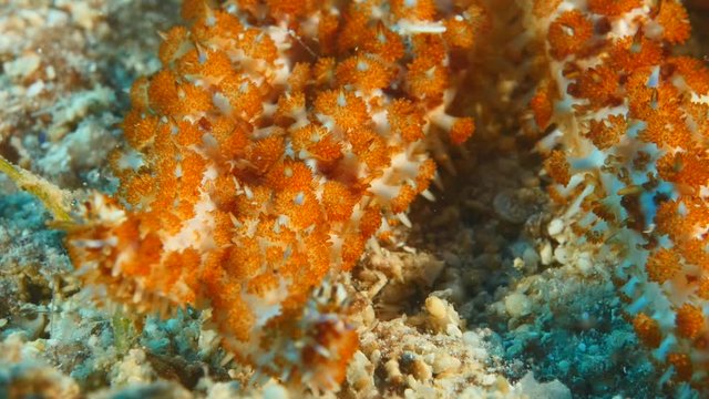 starfish close up walking star fish underwater