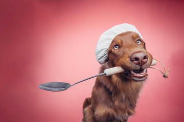 Hund mit Kochlöffel und Mütze