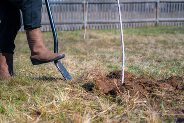 Man digging turf and inverting dirt. Preparing soil around the plant for watering system.