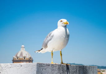White gull perched on a marble wall in the ancient city of Rome
