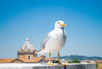 White gull perched on a marble wall in the ancient city of Rome
