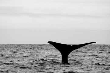 Fototapeta premium Sperm whale tail on surface, Kaikoura, New Zealand