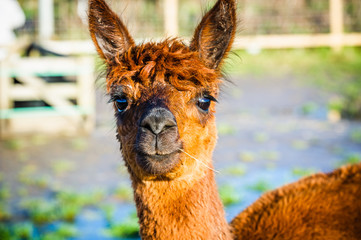 Obraz premium Alpaca 22