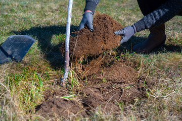 Man digging turf and inverting dirt. Preparing soil around the plant for watering system.