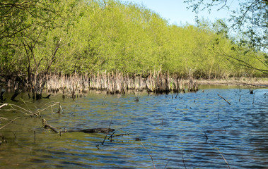 Reed bed habitat in a shallow lake