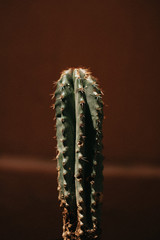 cactus close up