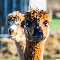 Fototapeta premium Alpaca 8