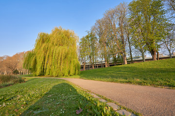 Gelb grüne Trauer Weide im unteren Schloss Garten in Stuttgart Deutschland. Ein schmaler grauer...