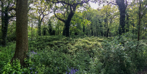 Fototapeta premium Mysterious forest.