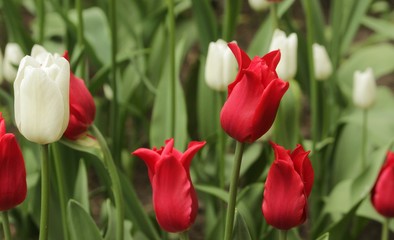 Naklejka premium Beautiful rare varietal white and red tulip flowers blooming in garden.Amazing tulip field in spring park.Photographed at the festival.Selective focus.Banner.Flowers pattern.Tulips background