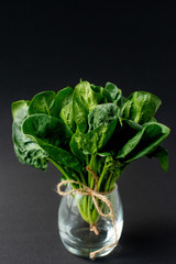 Clean food concept. Bunch of leaves of fresh organic spinach greens in a glass on a black background. Healthy detox spring-summer diet. Vegan Raw Food.