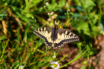 Schmetterling - Schwalbenschwanz - Falter - gelb