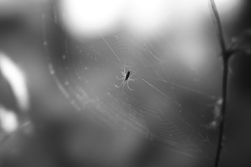 spider on web