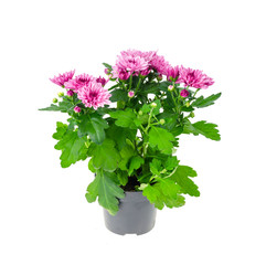 Beautiful bush of pink chrysanthemum in pot on white background.