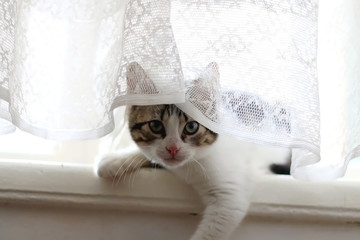 Cute tabby kitten hiding behind the lace curtain. Selective focus.