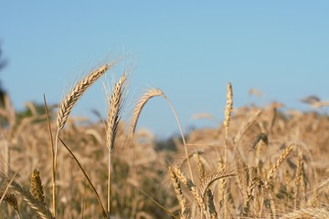 Kłosy zboża na tle nieba © MARIUSZ