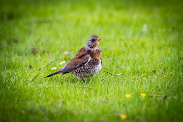 snowbird on the green spring grass (Turdus pilaris)