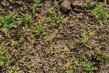 green grass in the ground
