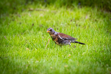 snowbird on the green spring grass (Turdus pilaris)