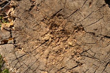 old wood texture,  top view of an old stump