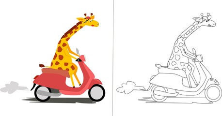 Cute giraffe rides a motorbike. 
Color vector illustration. 
And black and white illustration for coloring.