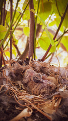 bird nest in a tree