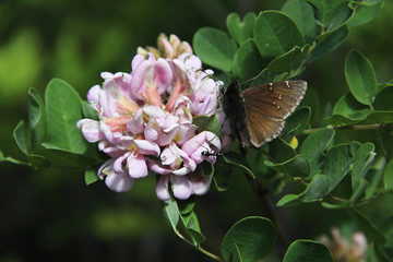 butterfly on pink flower