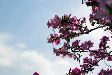 Pretty pink flowers with a cloudy blue sky background