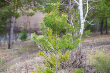 grass in the forest