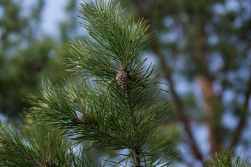 pine tree branches