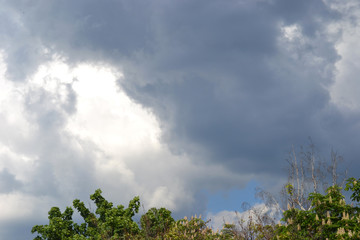 cloudy gray sky with gleams, treetops