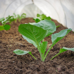 Seedlings of cabbage is covered.  Protection against frosts