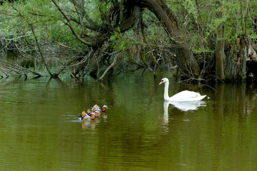 Naklejka na ściany i meble White swan and wild little ducks swim in the lake