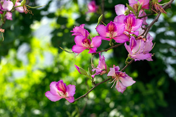 Beautiful pink flowers growing in the garden