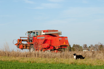 Agricultural Combine and Dog