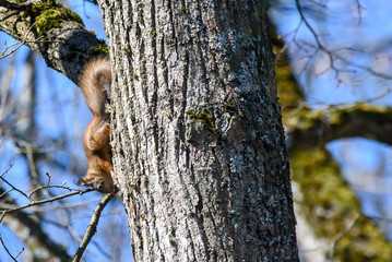 Selective focus photo. Squirrel on tree.