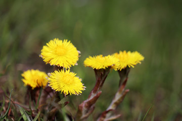 Spring forest, coltsfoot flowers in a grass. Blooming Tussilago farfara