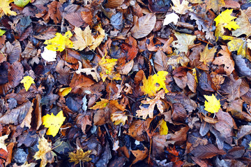 Yellow, red, brown leaves fallen from tree on an autumn day