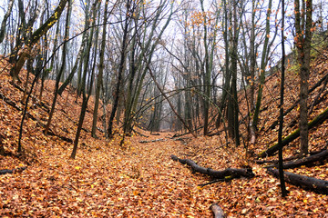 Autumn forest with fallen leaves, ravine