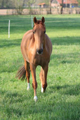 Fototapeta premium Running brown horse in Westphalia, Germany