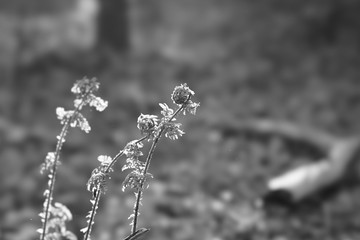 flowers in the park young fern