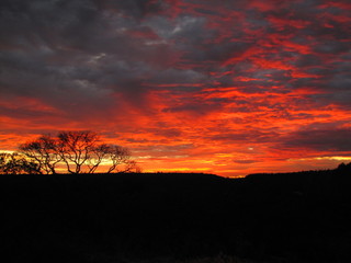 Obraz premium por do sol no cerrado 2