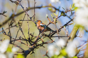 chaffinch sits among the branches of a flowering tree