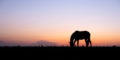 Fototapeta na wymiar silhouette of grazing horse in meadow against colorful setting sun
