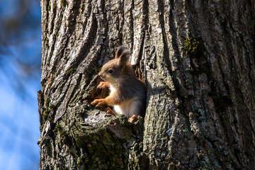 Selective focus photo. Squirrel looks out of tree cavity.
